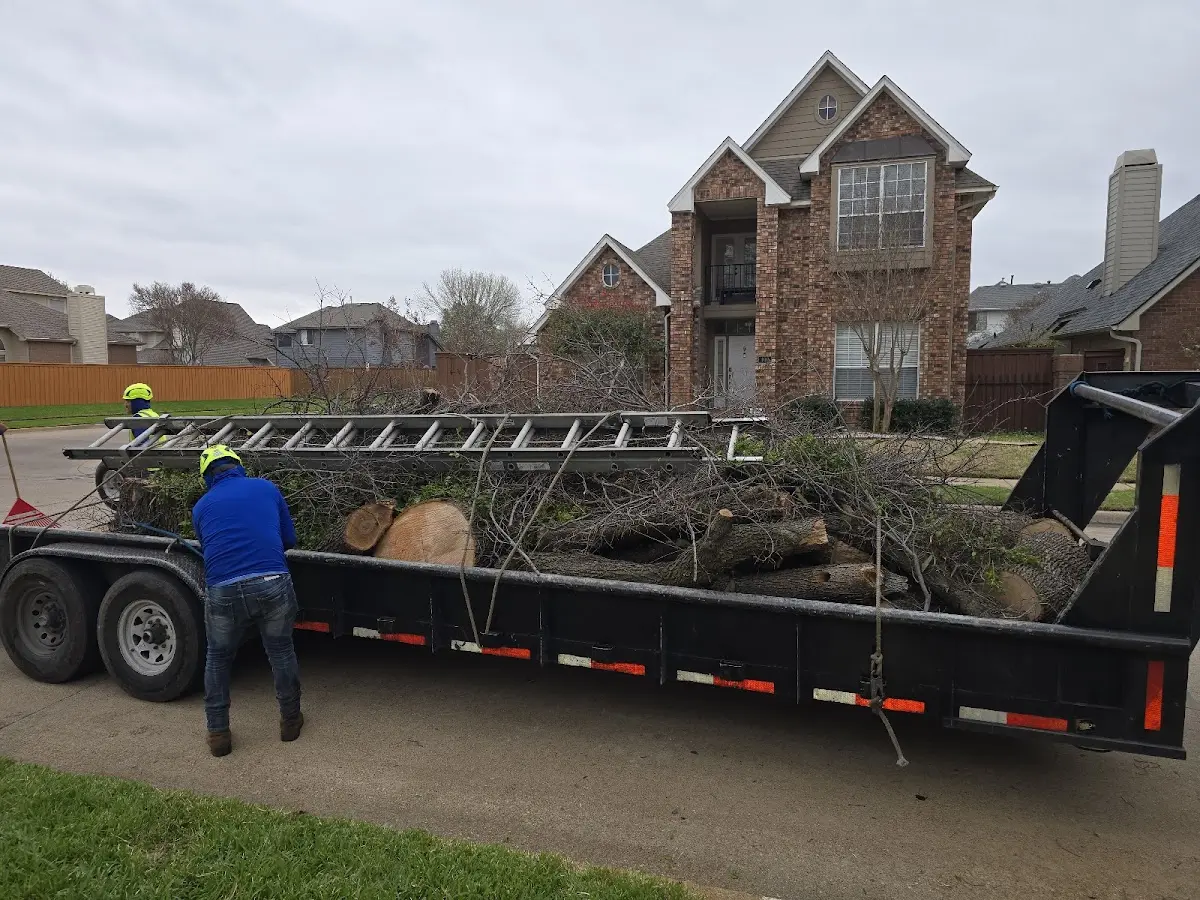 Expert Deadwooding with proper safety equipment in Dallas